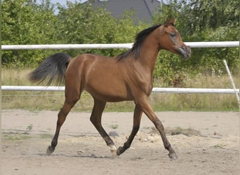 Pura Raza Árabe, Yegua, 1 año, Castaño