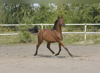 Pura Raza Árabe, Yegua, 1 año, Castaño