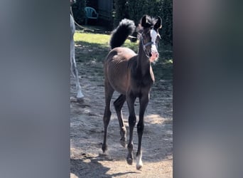 Pura Raza Árabe, Yegua, 1 año, Tordo