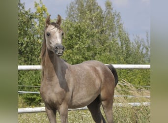 Pura Raza Árabe, Yegua, 1 año, Tordo