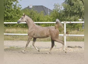 Pura Raza Árabe, Yegua, 1 año, Tordo