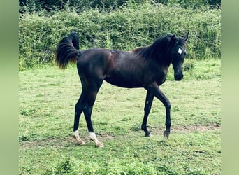 Pura Raza Árabe, Yegua, 2 años, 145 cm, Negro