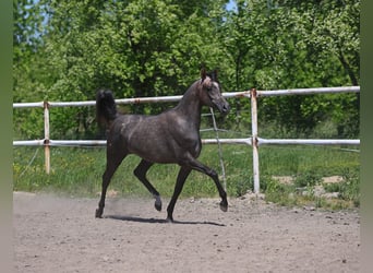 Pura Raza Árabe, Yegua, 2 años, 150 cm, Tordo