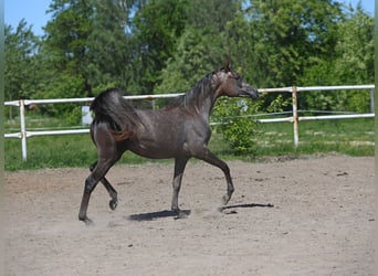 Pura Raza Árabe, Yegua, 2 años, 150 cm, Tordo