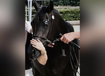 Pura Raza Árabe, Yegua, 2 años, 152 cm, Negro