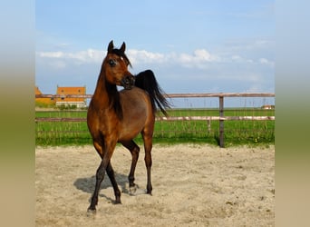 Pura Raza Árabe, Yegua, 2 años, 155 cm, Castaño oscuro
