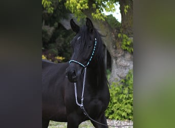 Pura Raza Árabe, Yegua, 2 años, 156 cm, Negro