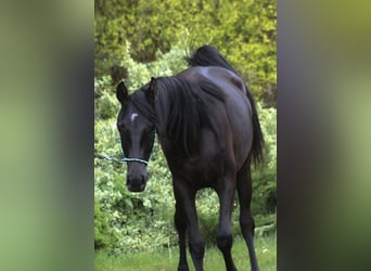 Pura Raza Árabe, Yegua, 2 años, 156 cm, Negro