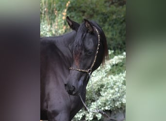 Pura Raza Árabe, Yegua, 2 años, 157 cm, Negro