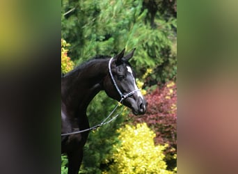 Pura Raza Árabe, Yegua, 2 años, 160 cm, Negro