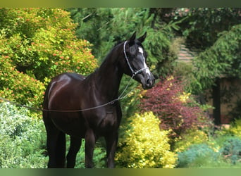 Pura Raza Árabe, Yegua, 2 años, 160 cm, Negro