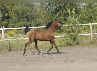Pura Raza Árabe, Yegua, 2 años, Castaño