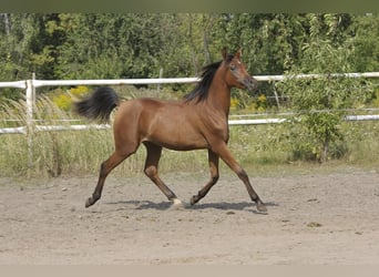 Pura Raza Árabe, Yegua, 2 años, Castaño