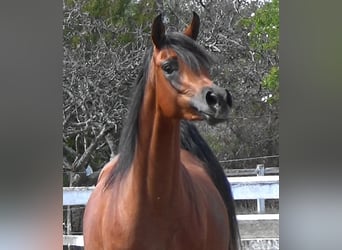 Pura Raza Árabe, Yegua, 2 años, Castaño rojizo