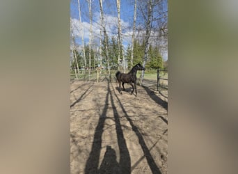 Pura Raza Árabe, Yegua, 2 años, Morcillo