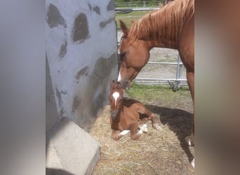 Pura Raza Árabe, Yegua, 2 años, Tordo