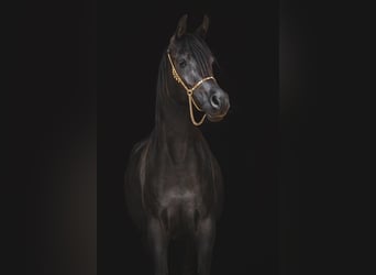 Pura Raza Árabe, Yegua, 3 años, 150 cm, Negro