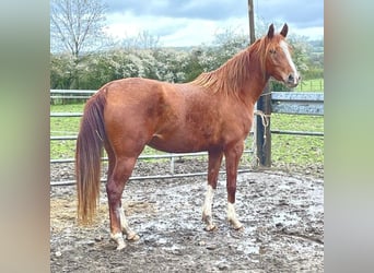 Pura Raza Árabe, Yegua, 3 años, 151 cm, Alazán