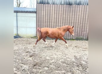 Pura Raza Árabe, Yegua, 3 años, 151 cm, Alazán