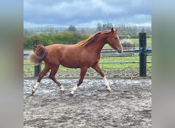 Pura Raza Árabe, Yegua, 3 años, 151 cm, Alazán