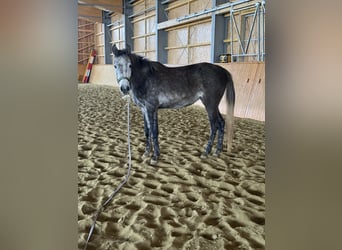 Pura Raza Árabe, Yegua, 3 años, 151 cm, Musgo