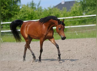 Pura Raza Árabe, Yegua, 3 años, 152 cm, Castaño