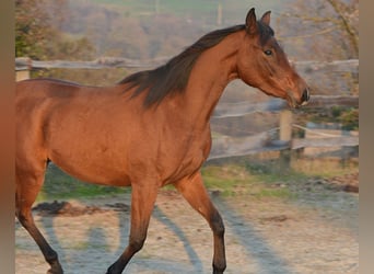 Pura Raza Árabe, Yegua, 3 años, 152 cm, Castaño