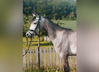 Pura Raza Árabe, Yegua, 3 años, 152 cm, Tordo