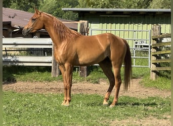 Pura Raza Árabe, Yegua, 3 años, 154 cm, Alazán