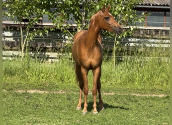 Pura Raza Árabe, Yegua, 3 años, 154 cm, Alazán