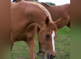 Pura Raza Árabe, Yegua, 3 años, 154 cm, Alazán