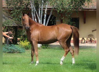 Pura Raza Árabe, Yegua, 3 años, 156 cm, Alazán-tostado