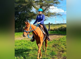 Pura Raza Árabe Mestizo, Yegua, 3 años, 156 cm, Alazán