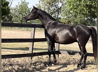 Pura Raza Árabe, Yegua, 3 años, 156 cm, Negro