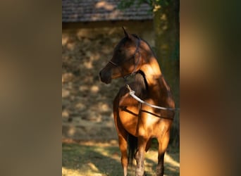 Pura Raza Árabe, Yegua, 3 años, 158 cm, Castaño