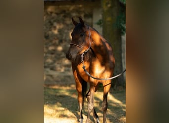 Pura Raza Árabe, Yegua, 3 años, 158 cm, Castaño