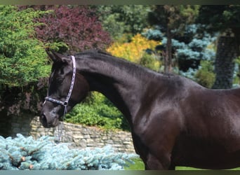 Pura Raza Árabe, Yegua, 3 años, 160 cm, Negro