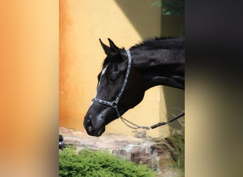 Pura Raza Árabe, Yegua, 3 años, 160 cm, Negro