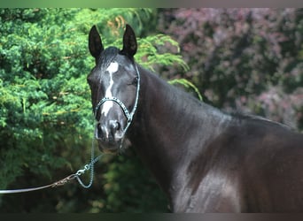 Pura Raza Árabe, Yegua, 3 años, 160 cm, Negro