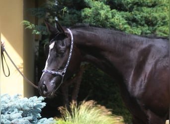 Pura Raza Árabe, Yegua, 3 años, 160 cm, Negro