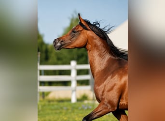 Pura Raza Árabe, Yegua, 3 años, Castaño