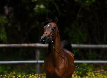 Pura Raza Árabe, Yegua, 3 años, Castaño