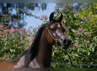 Pura Raza Árabe, Yegua, 3 años, Castaño