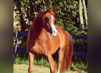 Pura Raza Árabe, Yegua, 4 años, 147 cm, Alazán-tostado