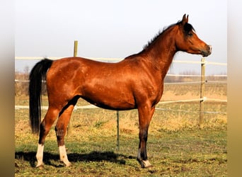 Pura Raza Árabe, Yegua, 4 años, 150 cm, Castaño