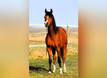 Pura Raza Árabe, Yegua, 4 años, 150 cm, Castaño