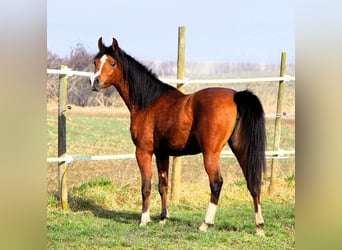 Pura Raza Árabe, Yegua, 4 años, 150 cm, Castaño