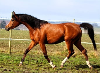 Pura Raza Árabe, Yegua, 4 años, 150 cm, Castaño