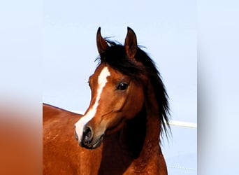 Pura Raza Árabe, Yegua, 4 años, 150 cm, Castaño