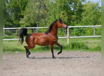 Pura Raza Árabe, Yegua, 4 años, 152 cm, Castaño
